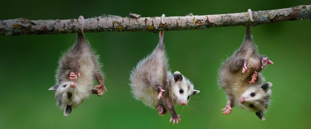 baby-opossum.jpeg