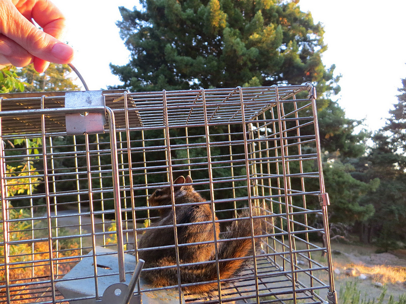 Chipmunk Trapping