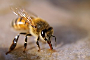 bee diseases