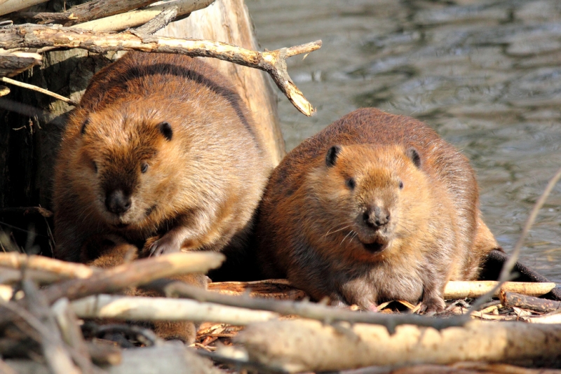 Beaver Trapping 