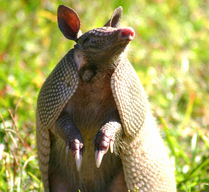 Anytime Wildlife Armadillo Removal