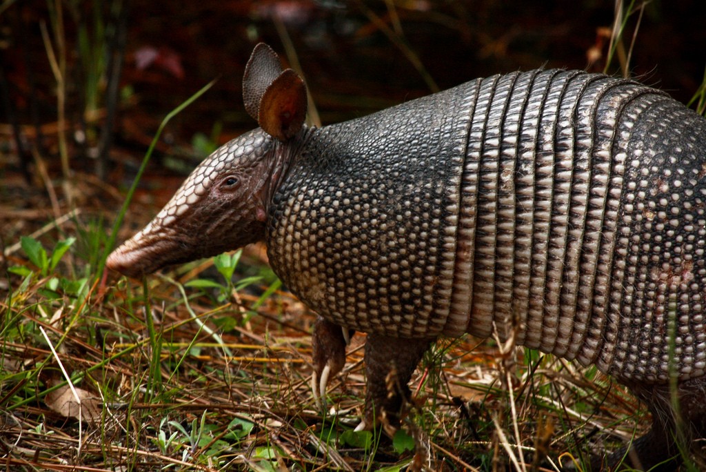 Armadillo Removal Anytime Wildlife