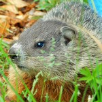 woodchuck removal in Jefferson County