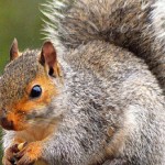 Squirrel Trapping Squirrel Removal in Portage