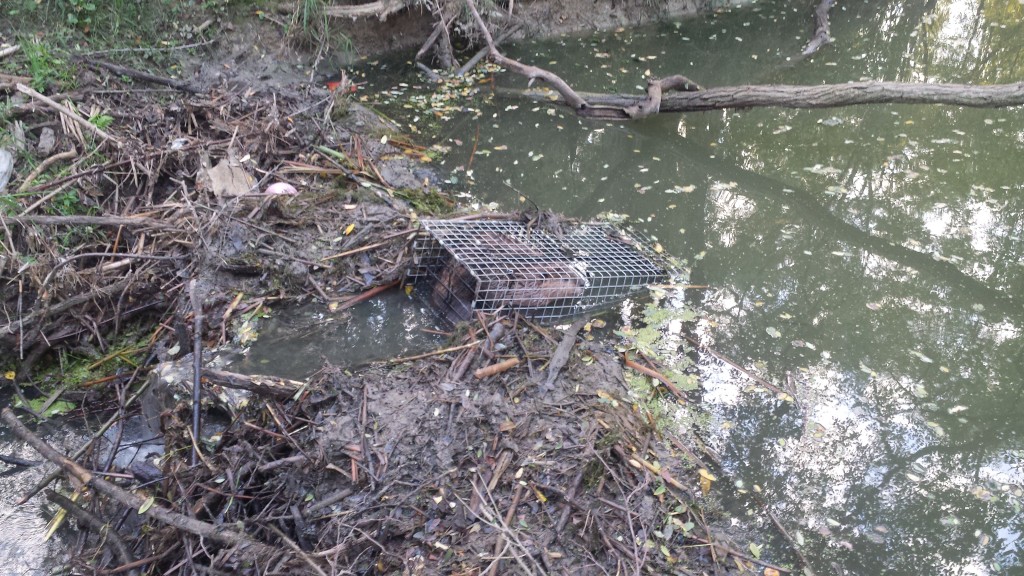 Beaver Removal in Birmingham AL