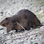 Beaver Removal in Guntersville AL