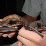 Bat Removal in Burns Harbor