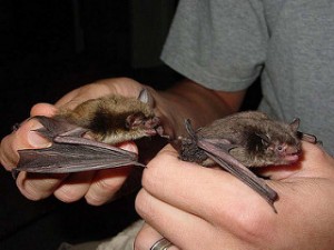 Bat Removal in Lowell