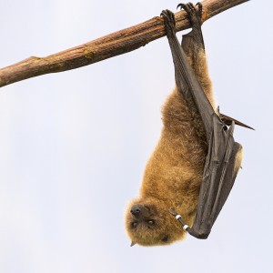 Bat Removal in Hooksett NH
