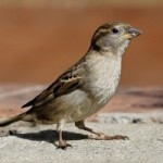 Bird Removal in Vestavia Hills AL