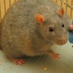 Rat Removal in Homewood AL
