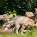 coyote removal in Grass Valley CA