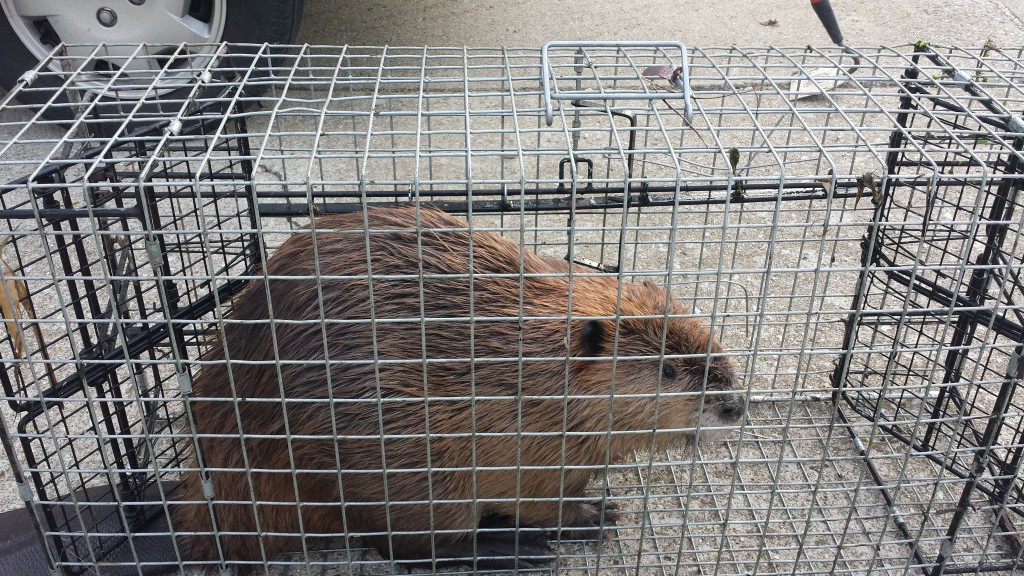 Beaver Trapping