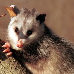 Boxford Opossum Removal