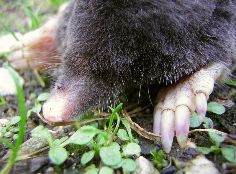 Grass Valley mole trapping