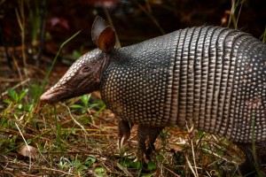 Armadillo Removal in Madison MS