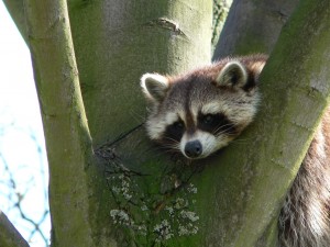 Raccoon Removal in Whiting