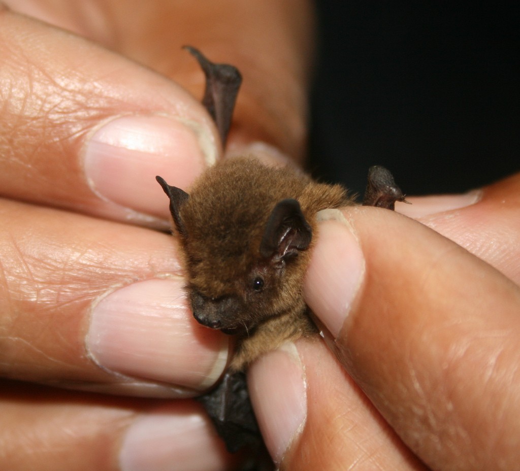 Bat removal in Nashua