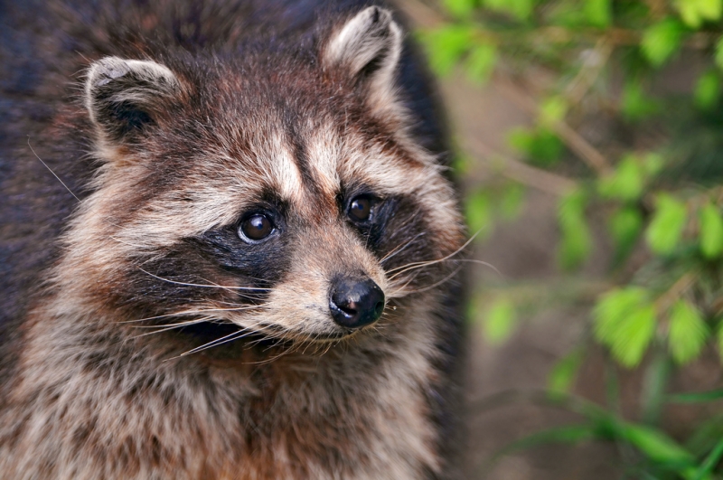 Lowell Raccoon Removal