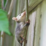Lake City FL Opossum Removal