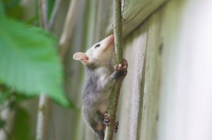 Amesbury MA Opossum Removal
