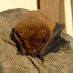 Bat Removal in Hueytown AL