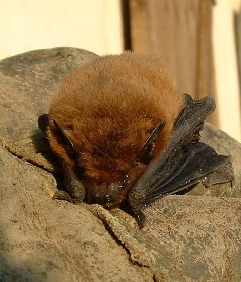 Bat exclusion in Grass Valley California