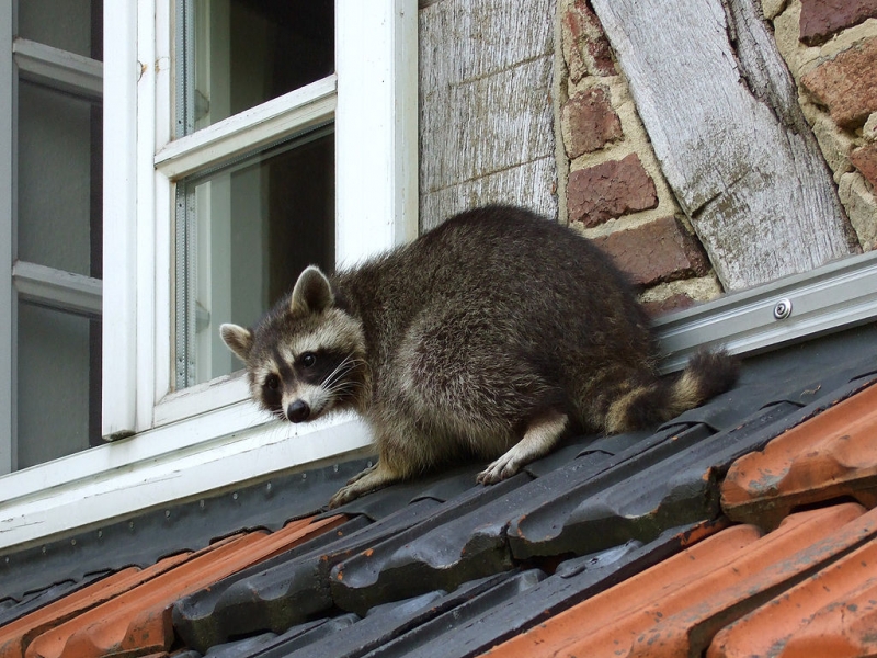 Gainesville raccoon removal